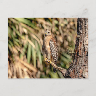 Carte Postale Buse à épaulettes rouge dans un arbre