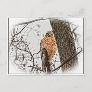 Carte Postale Buse à épaulettes rouge dans un arbre