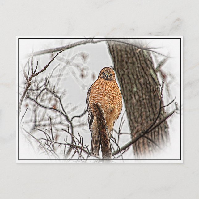 Carte Postale Buse à épaulettes rouge dans un arbre (Devant)
