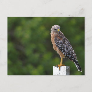 Carte Postale Buse à épaulettes rouge Faune Photographie Nature