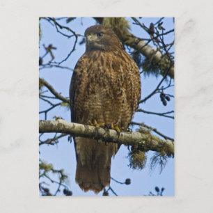 Carte Postale Buse à queue rouge