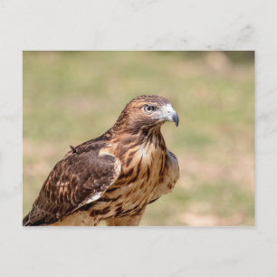 Carte Postale Buse à queue rouge dans la vallée de l'Hudson