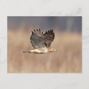 Carte Postale Buse à queue rouge dans la vallée de l'Hudson
