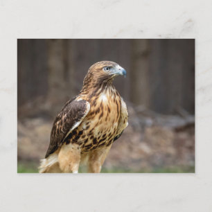 Carte Postale Buse à queue rouge dans la vallée de l'Hudson