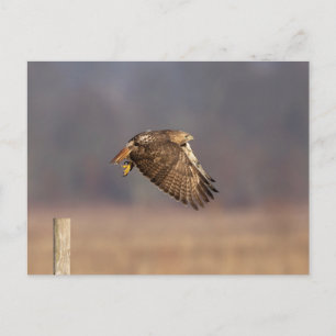 Carte Postale Buse à queue rouge dans la vallée de l'Hudson