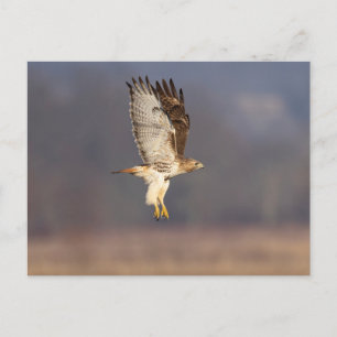 Carte Postale Buse à queue rouge dans la vallée de l'Hudson