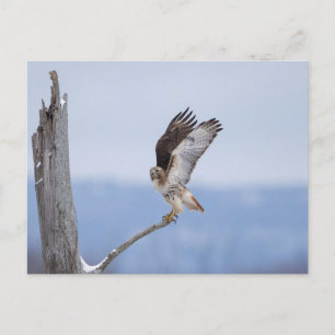 Carte Postale Buse à queue rouge dans la vallée de l'Hudson