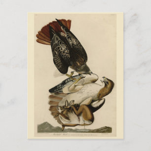 Carte Postale Buse à queue rouge des oiseaux d'Amérique d'Audubo