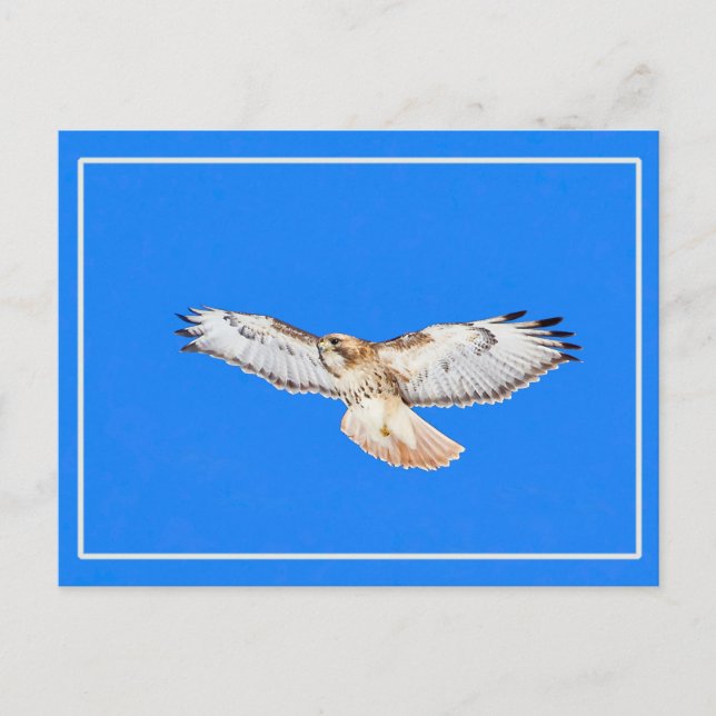 Carte Postale Buse à queue rouge en vol (Devant)