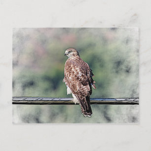 Carte Postale Buse à queue rouge immature