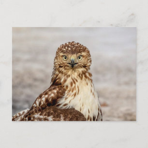 Carte Postale Buse à queue rouge immature au sol