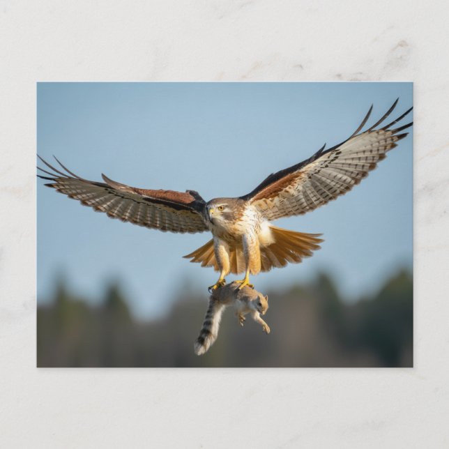 Carte Postale Buse à queue rousse attrape un écureuil  (Devant)