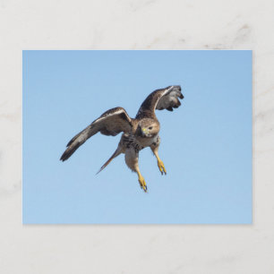 Carte Postale Buse à queue rousse dans la vallée de l'Hudson