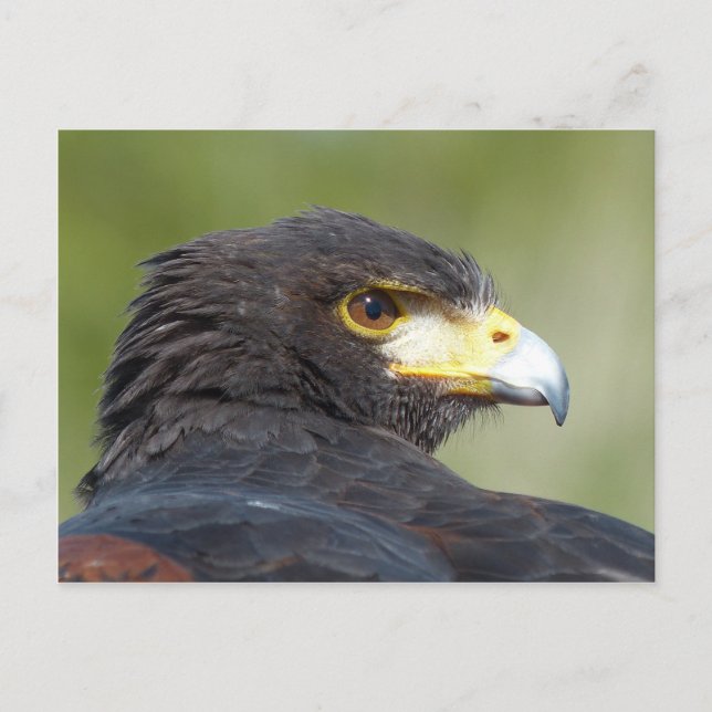 Carte Postale Buse de Harris (Devant)