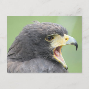 Carte Postale Buse de Harris
