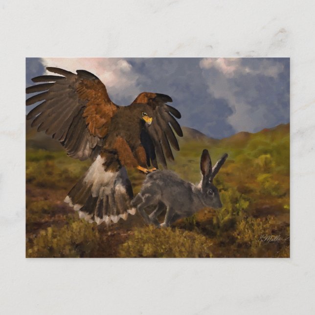 Carte Postale Buse de Harris et lapin à queue blanche - acryliqu (Devant)