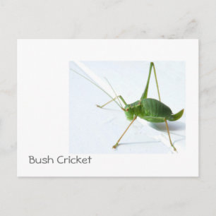 Carte Postale Bush Cricket Postcatro