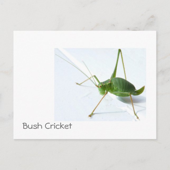 Carte Postale Bush Cricket Postcatro (Devant)