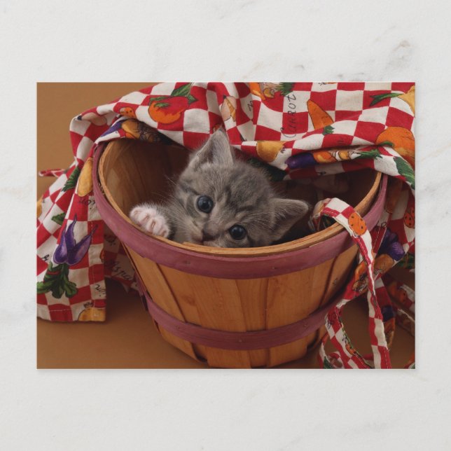 Carte Postale Bushel de Kitty (Devant)