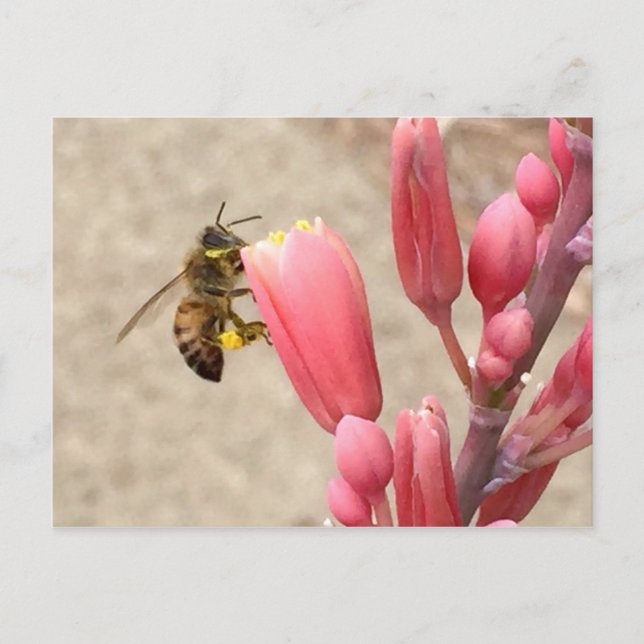 Carte Postale Busy Bee (Devant)