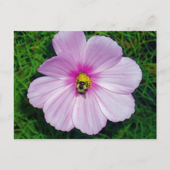 Carte postale Busy Bee (Devant)