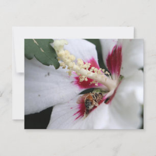 Carte Postale Busy Bee Hibiscus Pollen Party
