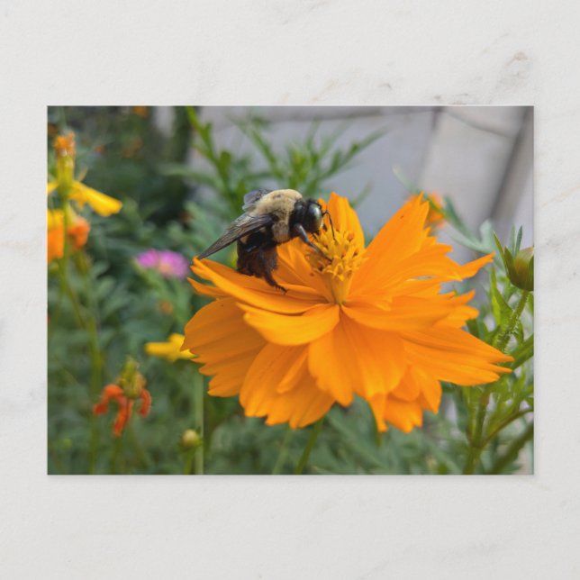 Carte postale Busy Bee - par Cottagevale (Devant)