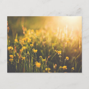 Carte Postale Buttercup Sundown