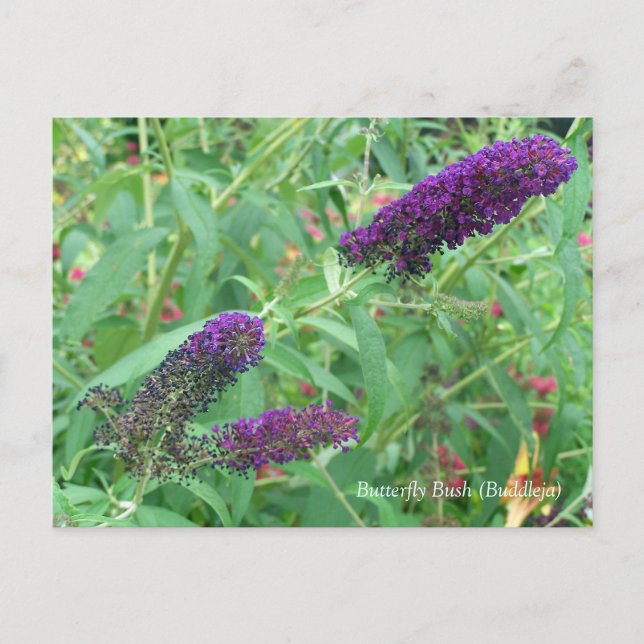 Carte Postale Butterfly Bush Bouddleja Davidii Floral (Devant)