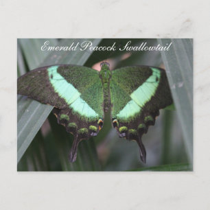 Carte Postale Butterfly Emerald Peacock Swallowtail # 2