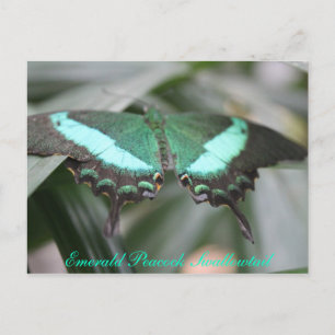 Carte Postale Butterfly Emerald Peacock Swallowtail # 3