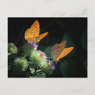 CARTE POSTALE BUTTERFLY WILD LIFE INSECT POSTCROSSING