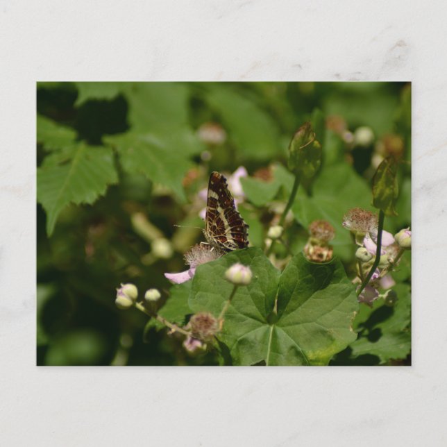 Carte Postale Butterfly with closed wings on a flower (Devant)