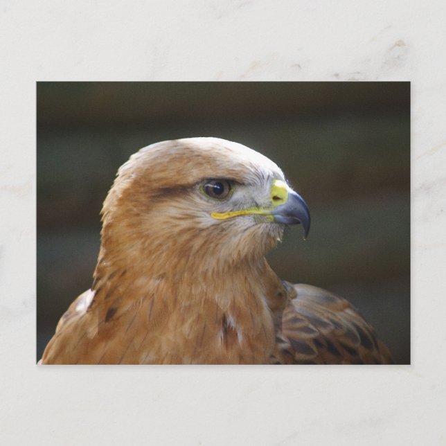 Carte Postale Buzzard à pattes longues (Devant)