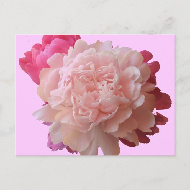 Carte postale BV-Peony rose (Devant)