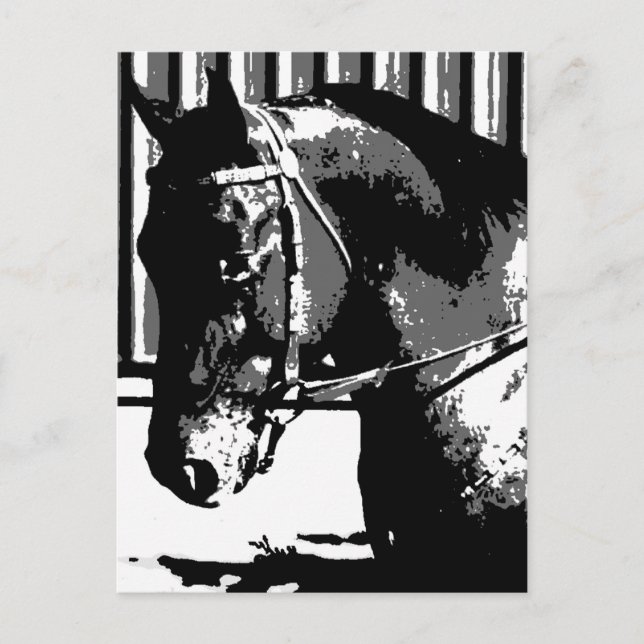 Carte Postale BW Stallion Horse (Devant)