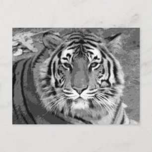Carte Postale BW Tiger
