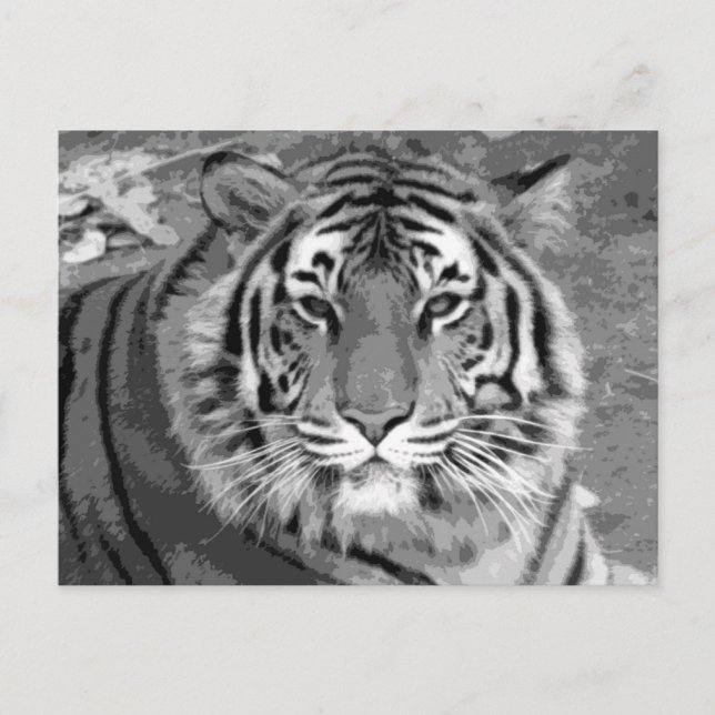 Carte Postale BW Tiger (Devant)