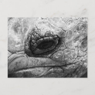 Carte Postale BW Tortoise