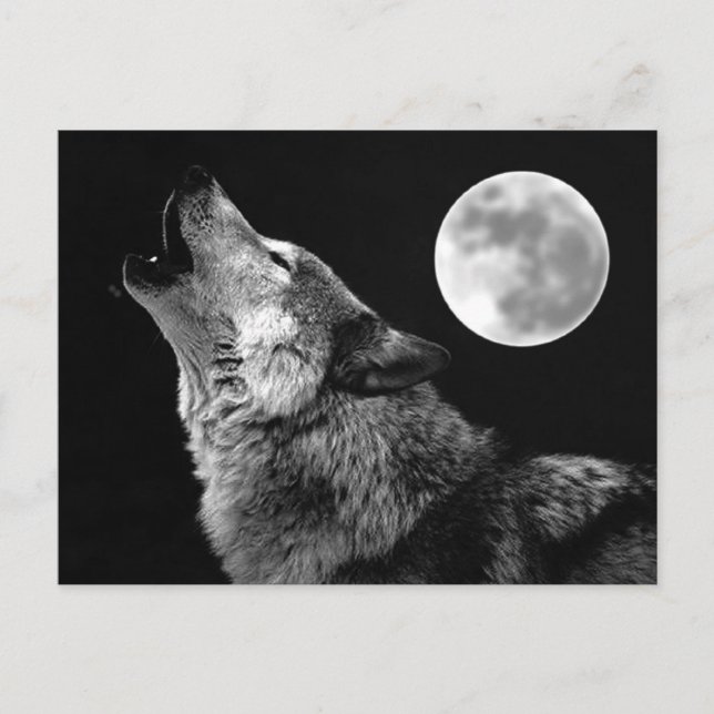 Carte Postale BW Wolf Howling at Moon (Devant)