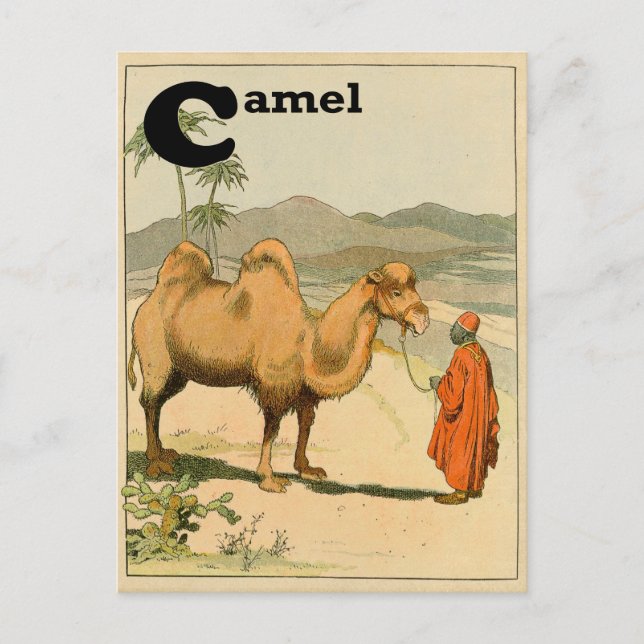 Carte Postale C est pour le chameau - Alphabet Animal (Devant)