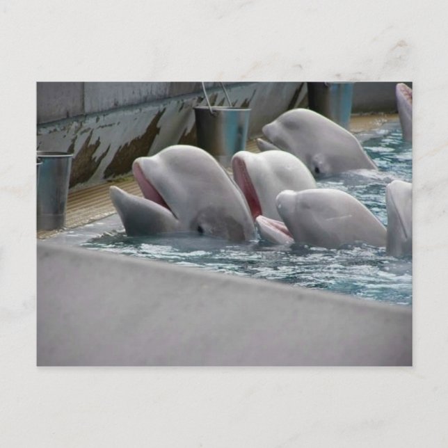 CARTE POSTALE CA81WX4Z (Devant)