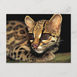 Carte Postale CA, Panama central, Parc national de Souveraineté,