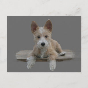 Carte Postale Câble portugais Podengo Pequeno