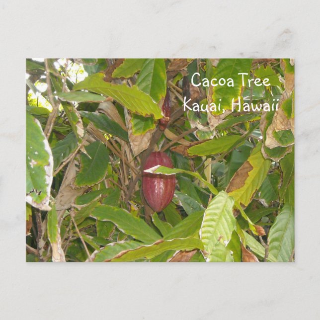 Carte Postale Cacaoyer (Devant)