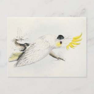 Carte Postale cacatoès jaune