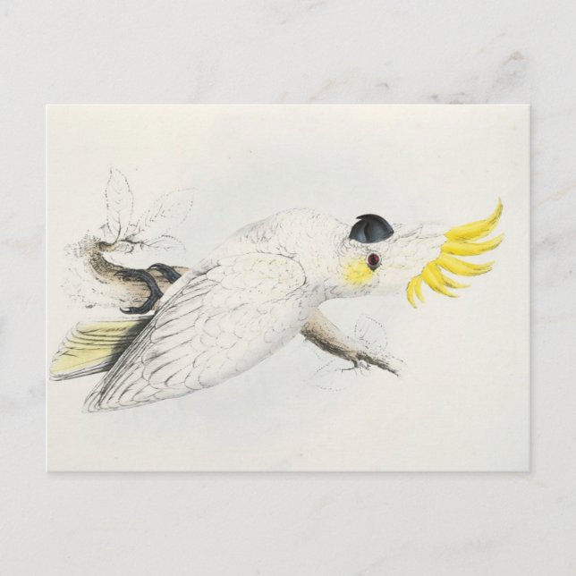 Carte Postale cacatoès jaune (Devant)