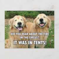(Caché) Funny Golden Retriever Circus Fire Joke