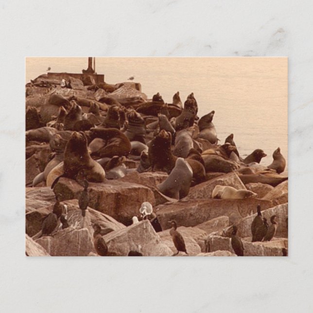 Carte Postale cacophanie de mer (Devant)