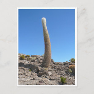 Carte Postale cacti d'Uyuni vers le haut